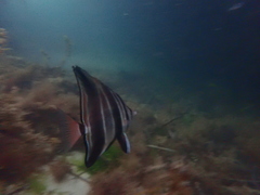 Chelmonops curiosus