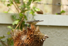 Phylloscopus griseolus