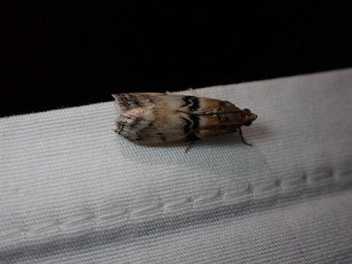 Meroptera anaimella