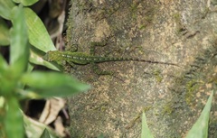 Anolis evermanni