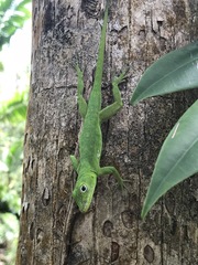 Anolis evermanni