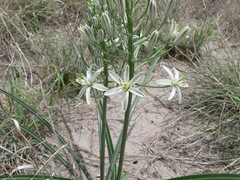 Albuca seineri