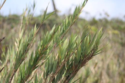 Chusquea angustifolia