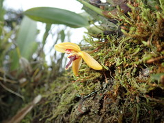 Maxillaria acutifolia