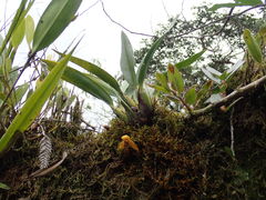 Maxillaria acutifolia