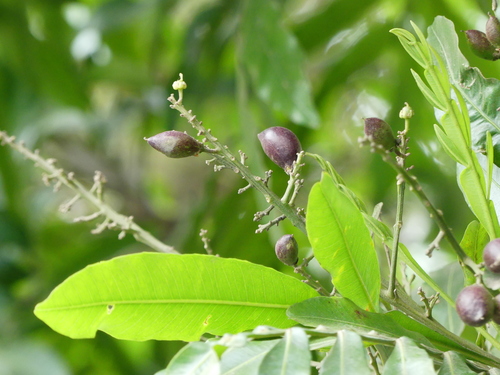 Filicium decipiens