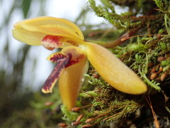 Maxillaria acutifolia