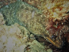 Gymnothorax pseudothyrsoideus