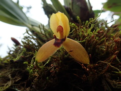 Maxillaria acutifolia