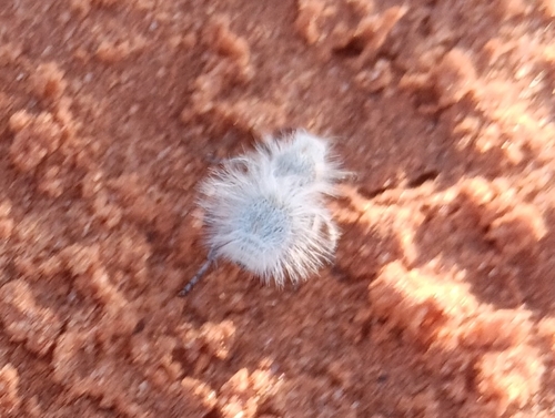 Thistledown Velvet Ant photo 4
