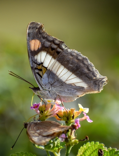 Silver Emperor