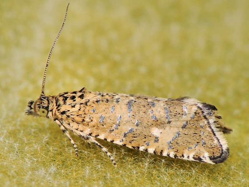 Phiaris stibiana