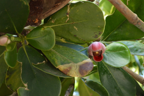 Scotch attorney (Clusia rosea)