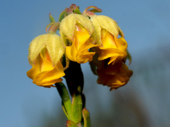 Hermannia concinnifolia