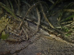 Platycephalus laevigatus