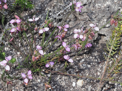 Polygala umbellata