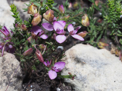 Polygala umbellata