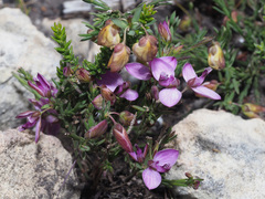 Polygala umbellata