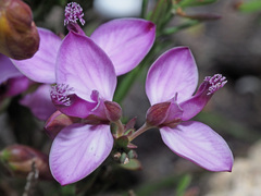 Polygala umbellata
