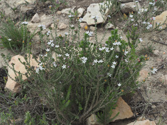 Wahlenbergia calcarea