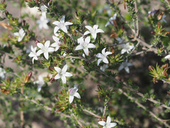 Wahlenbergia calcarea