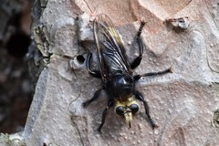 Laphria gibbosa