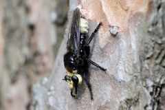 Laphria gibbosa