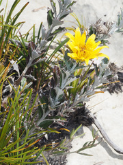 Berkheya coriacea