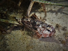 Maxillicosta scabriceps