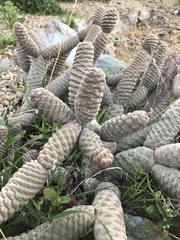 Tephrocactus