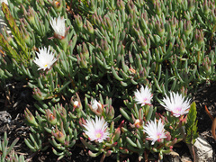 Lampranthus galpiniae