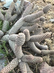 Tephrocactus