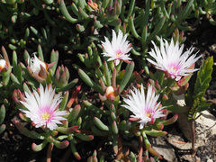Lampranthus galpiniae