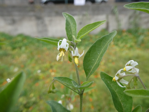 Solanum chenopodioides image