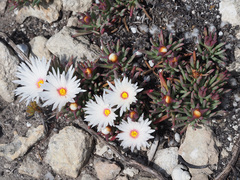 Lampranthus galpiniae