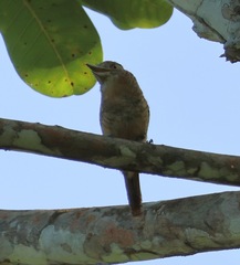 Nystalus radiatus image