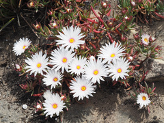 Lampranthus galpiniae