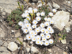 Lampranthus galpiniae