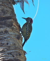 Melanerpes striatus