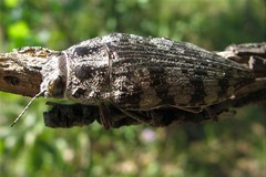 Psiloptera argyrophora