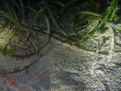 Platycephalus laevigatus