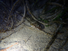 Platycephalus laevigatus