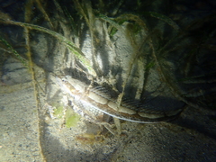 Platycephalus laevigatus