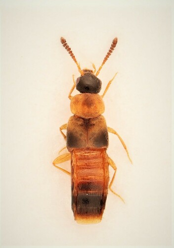 Silusida marginella