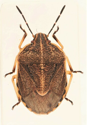 Trichopepla atricornis