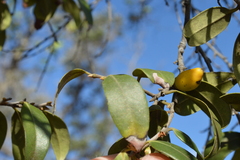Diospyros sandwicensis