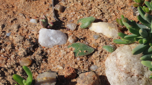 Angel Viooltjie (Lachenalia angelica)
