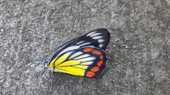 Delias hyparete luzonensis