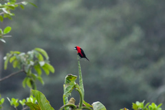 Ramphocelus nigrogularis