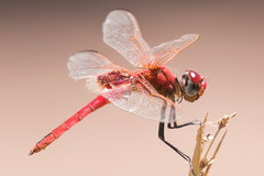Urothemis assignata